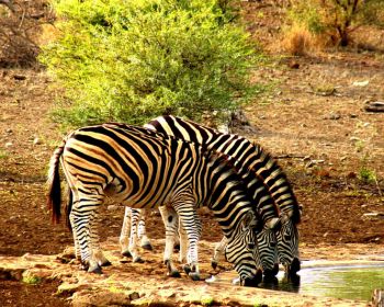 Wild Planet Safari 2