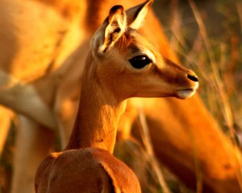 Wild Planet Safari 3