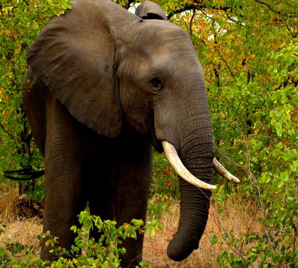 Wild Planet Safari 4