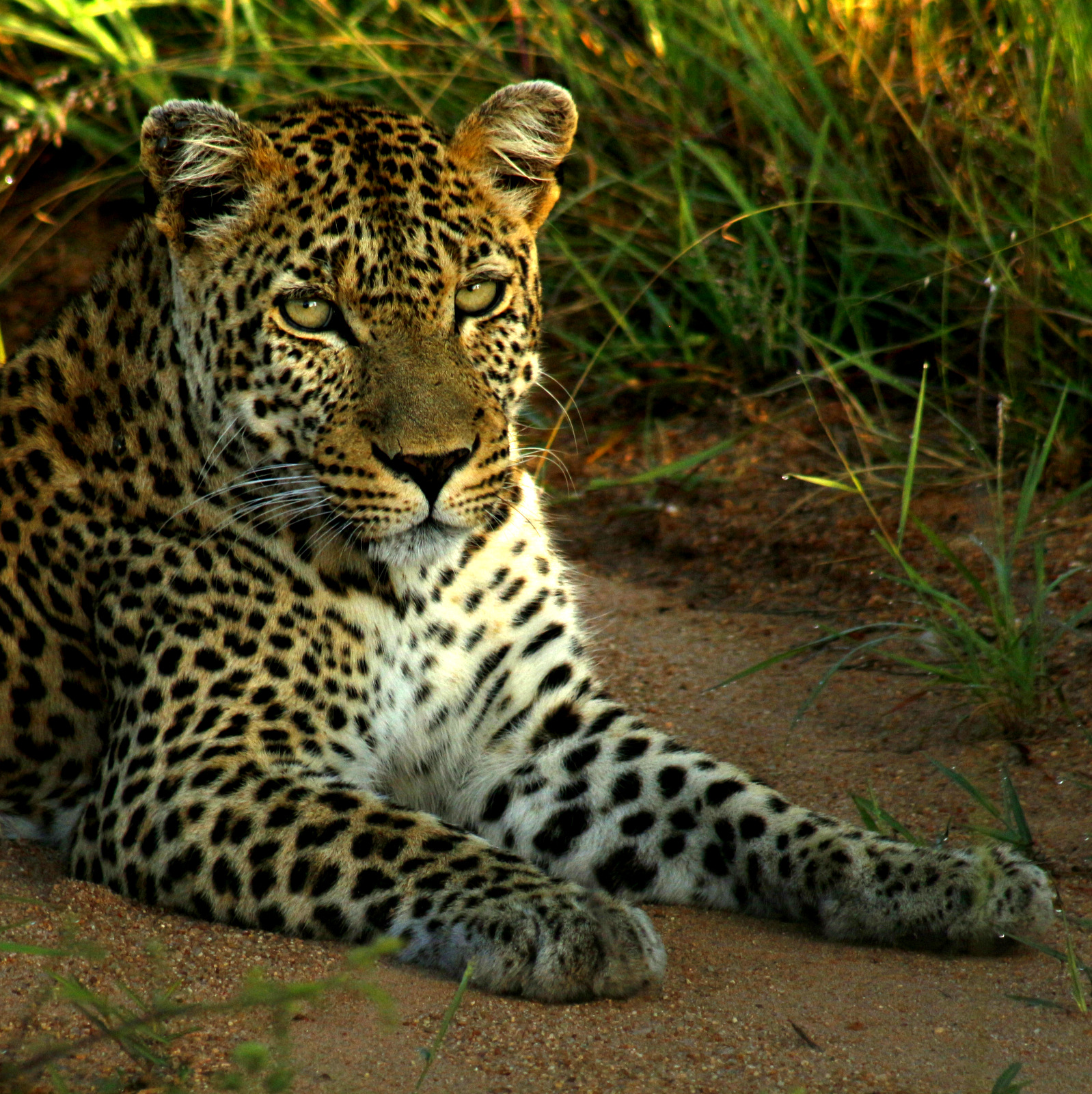 Wild Planet Safari 8