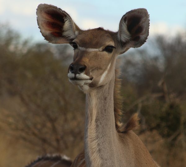 Wild Planet Safari 7