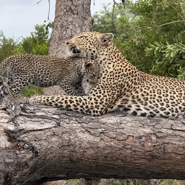 The Kruger Safari Co. 4