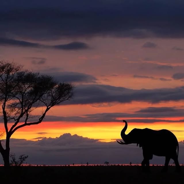 The Kruger Safari Co. 1