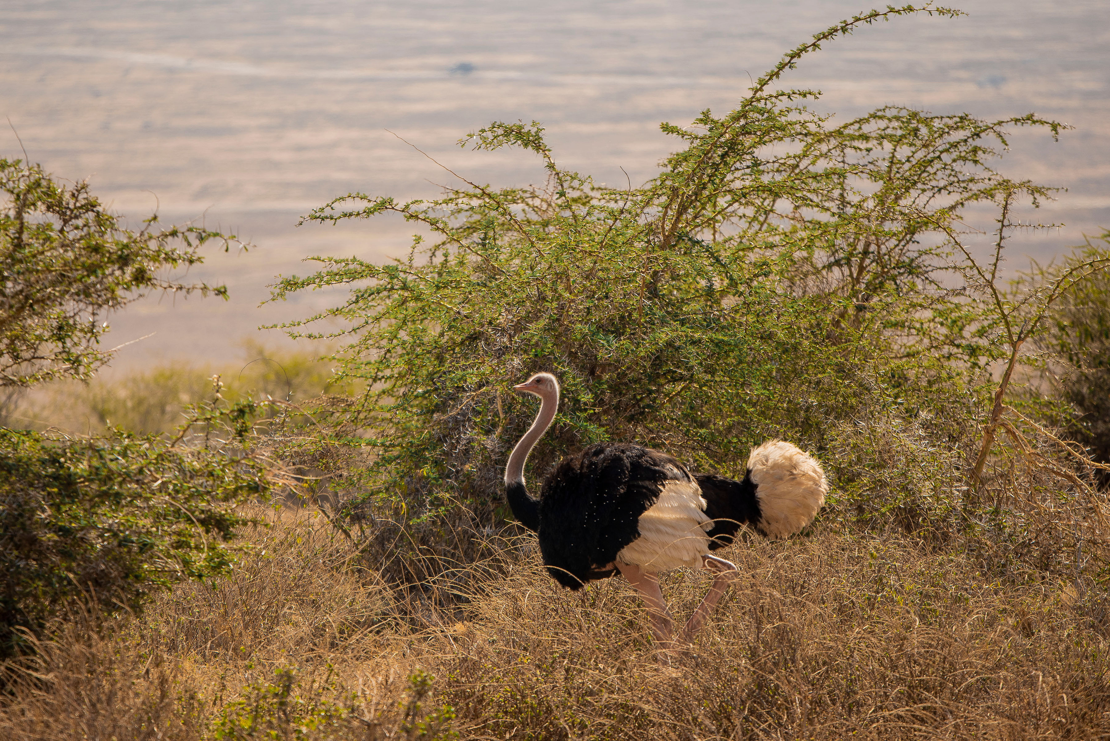 KILICLIMB AFRICA SAFARIS 9