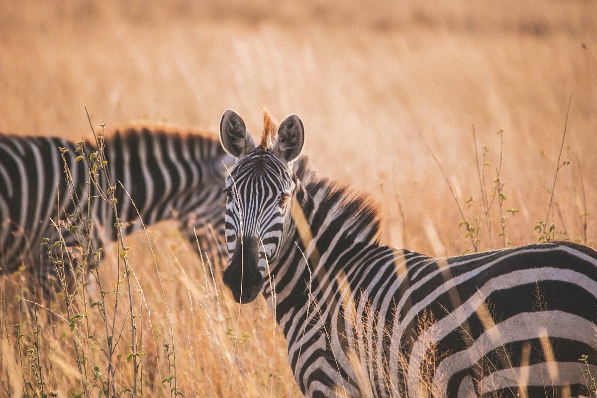 KILICLIMB AFRICA SAFARIS 7