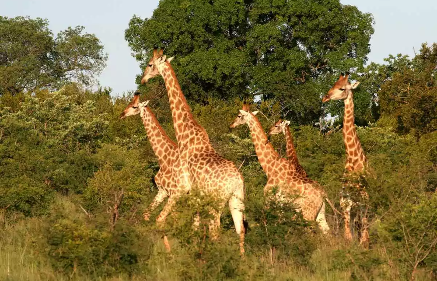 African Welcome Safaris 7