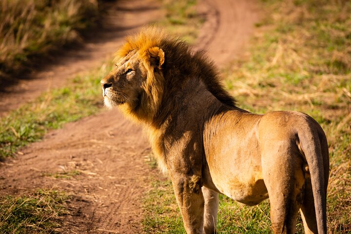 Joyful Safaris and Tours    12