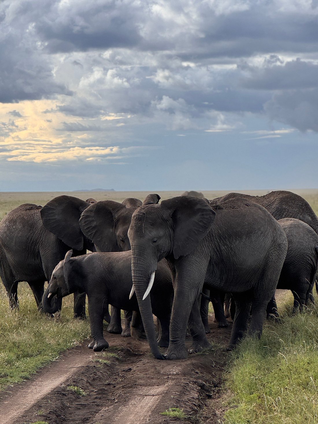 Joyful Safaris and Tours    7