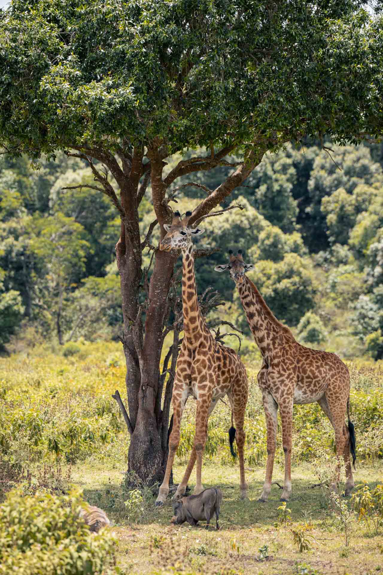 Joyful Safaris and Tours    6