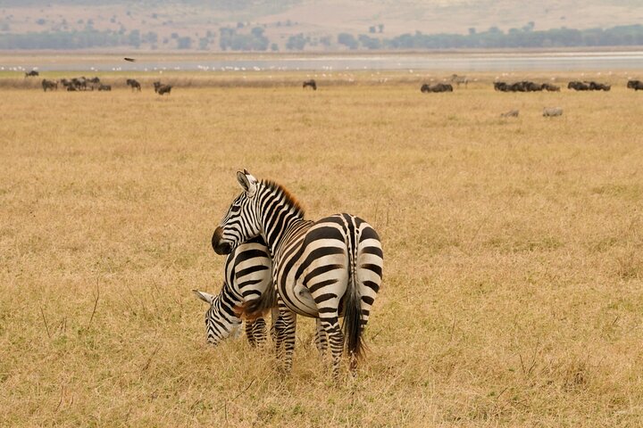 Joyful Safaris and Tours    16
