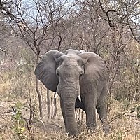 Red Africa Safaris 8