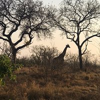 Red Africa Safaris 6