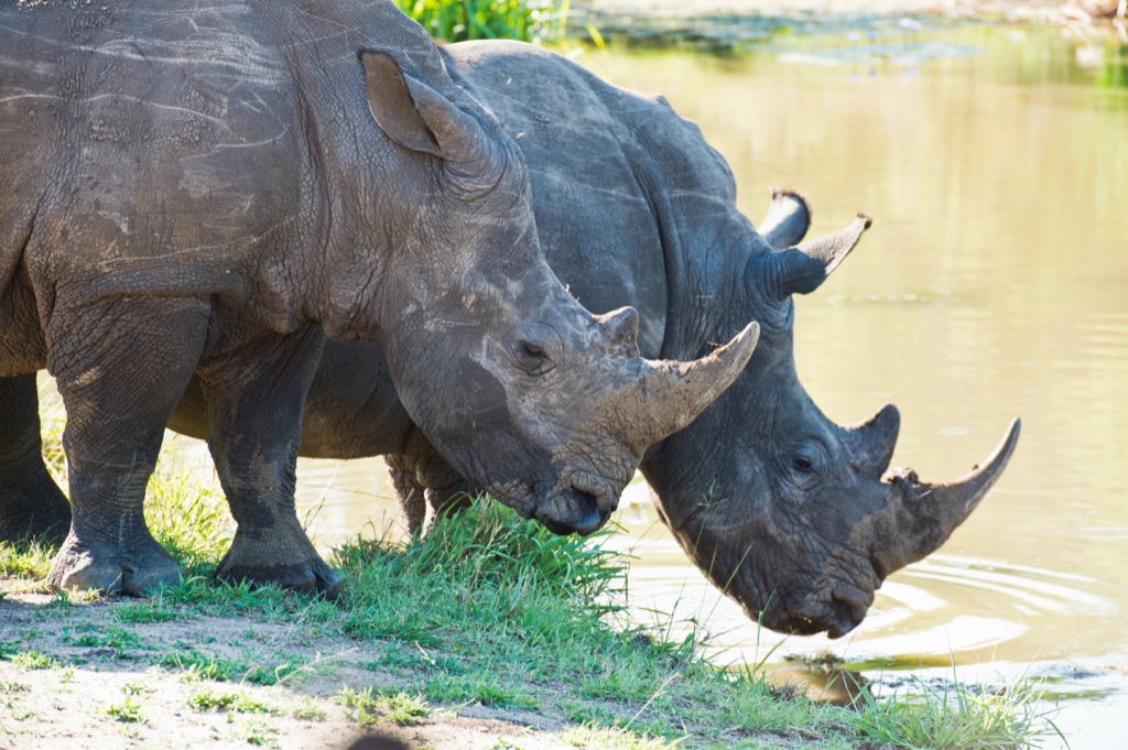 Red Africa Safaris 1