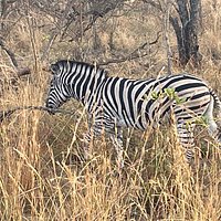 Red Africa Safaris 7