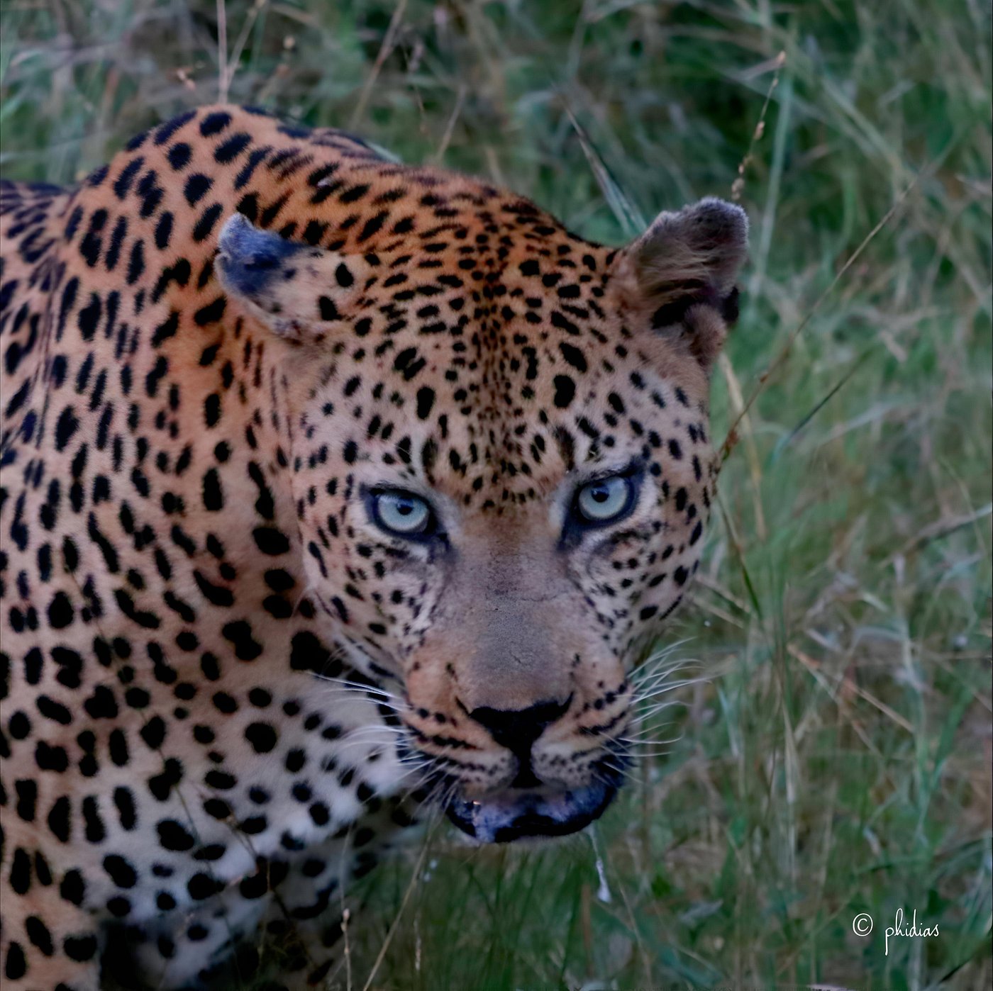 Red Africa Safaris 9