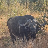 Red Africa Safaris 3