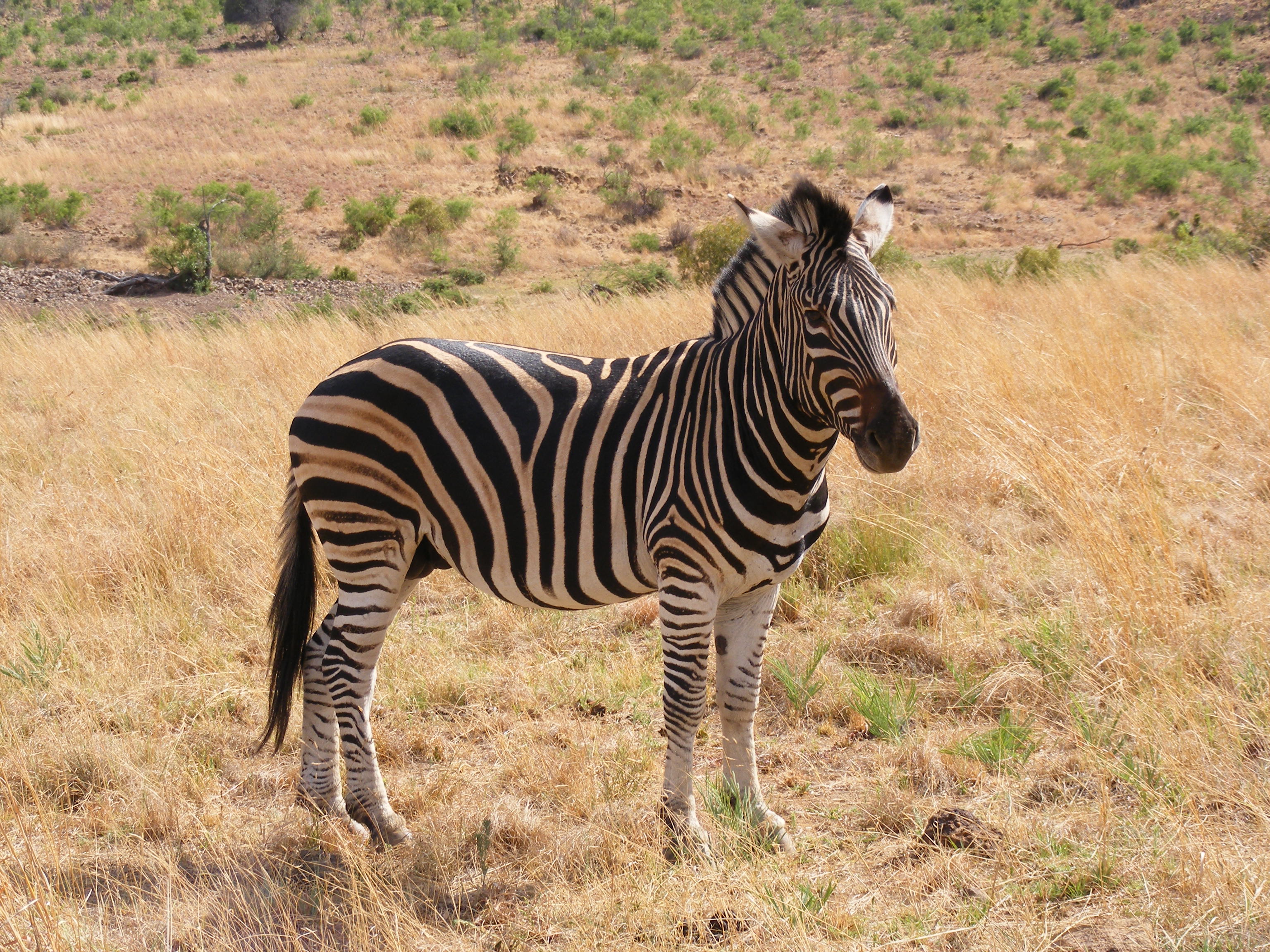 Red Africa Safaris 10