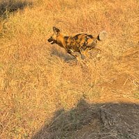 Red Africa Safaris 5