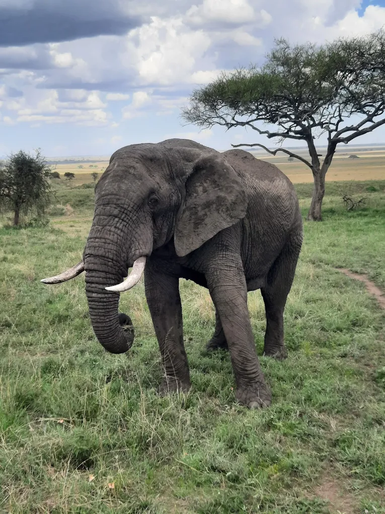 Shengena Adventure 8