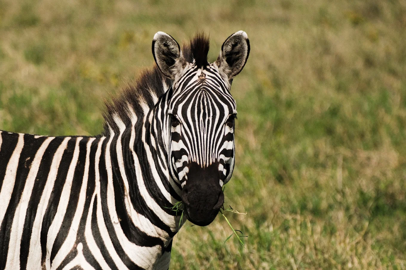 Shengena Adventure 16