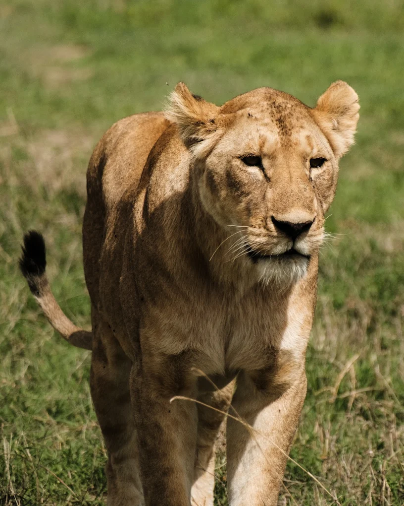 Shengena Adventure 9