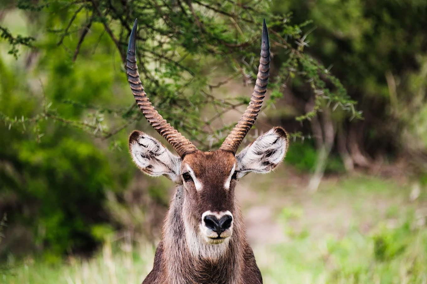 Shengena Adventure 18