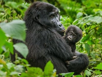 Uganda