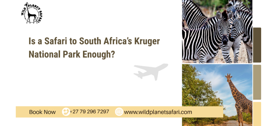 Safari南非克鲁格国家公园就够了吗？ - Image 1