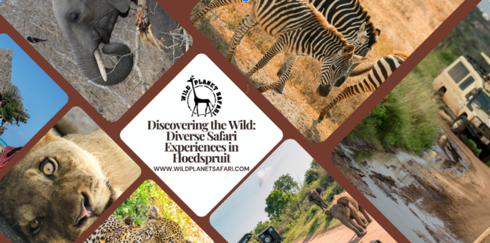 发现野外：Hoedspruit的多样化Safari体验 - Image 1