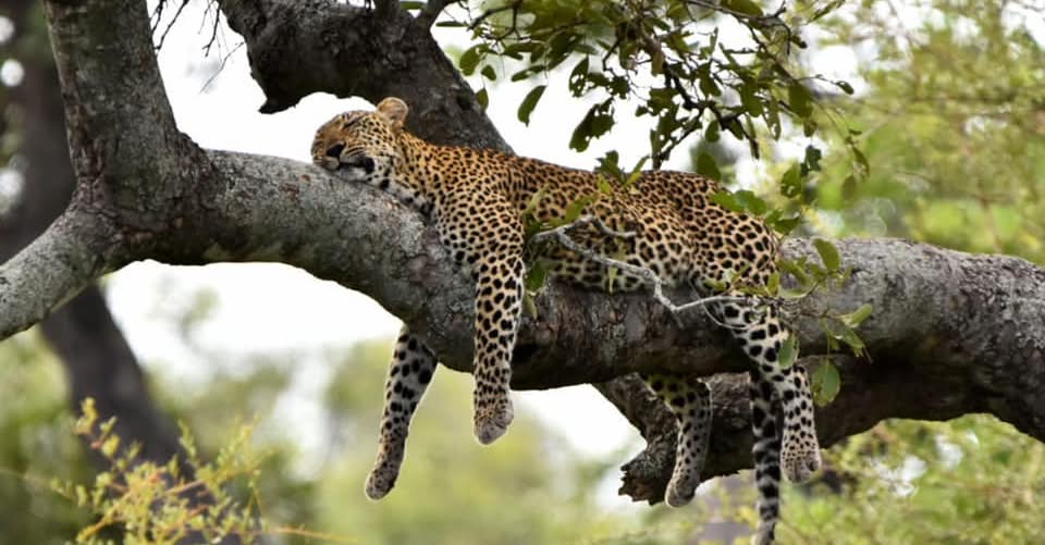 将克鲁格的魔力带入生活 - Image 1