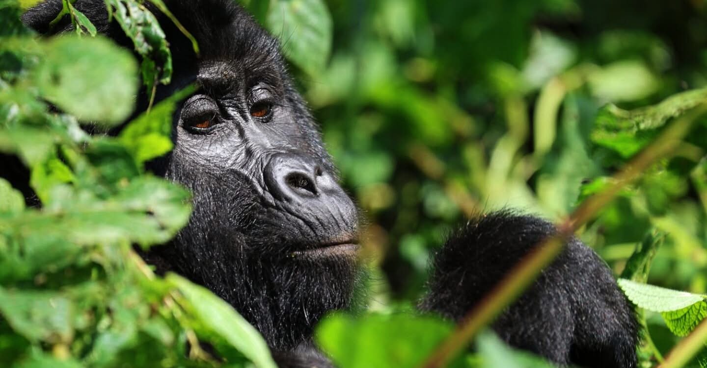 旅游正在帮助乌干达濒临灭绝的山猩猩回来 - Image 1