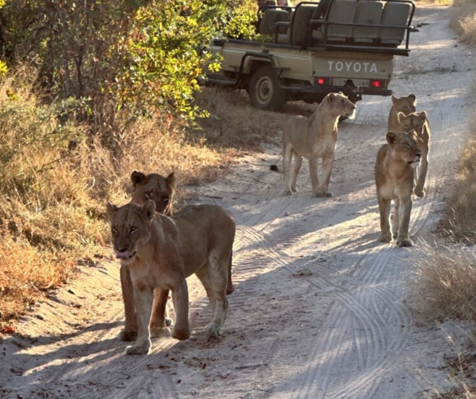 50岁生日Safari惊喜超出所有预期 - Image 1