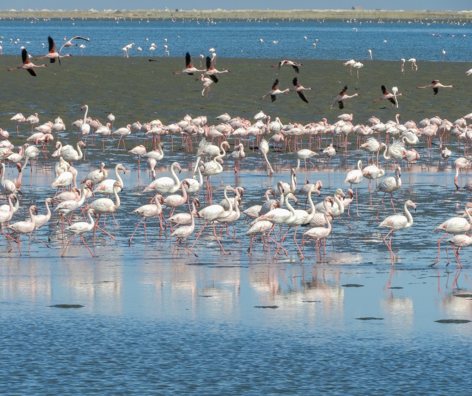 并非所有Safari时刻都很响亮 - Image 2