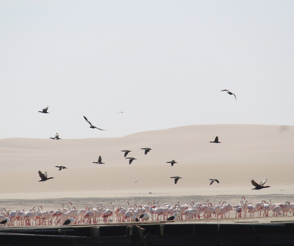 并非所有Safari时刻都很响亮 - Image 1