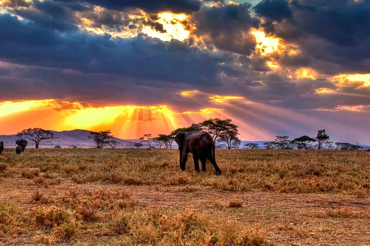 塞伦盖蒂国家公园 - Image 2