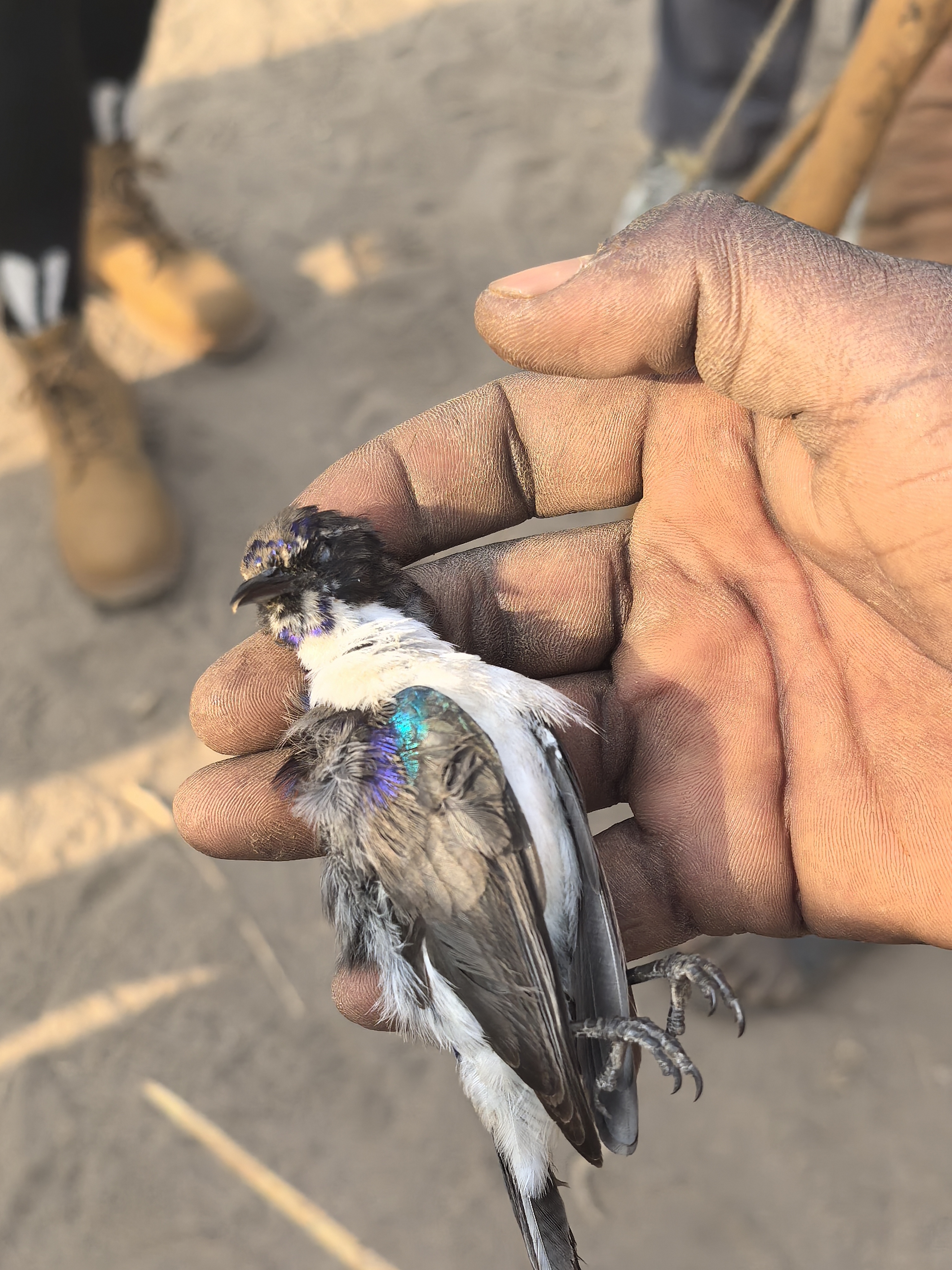 非洲部落——哈扎比族 - Image 4