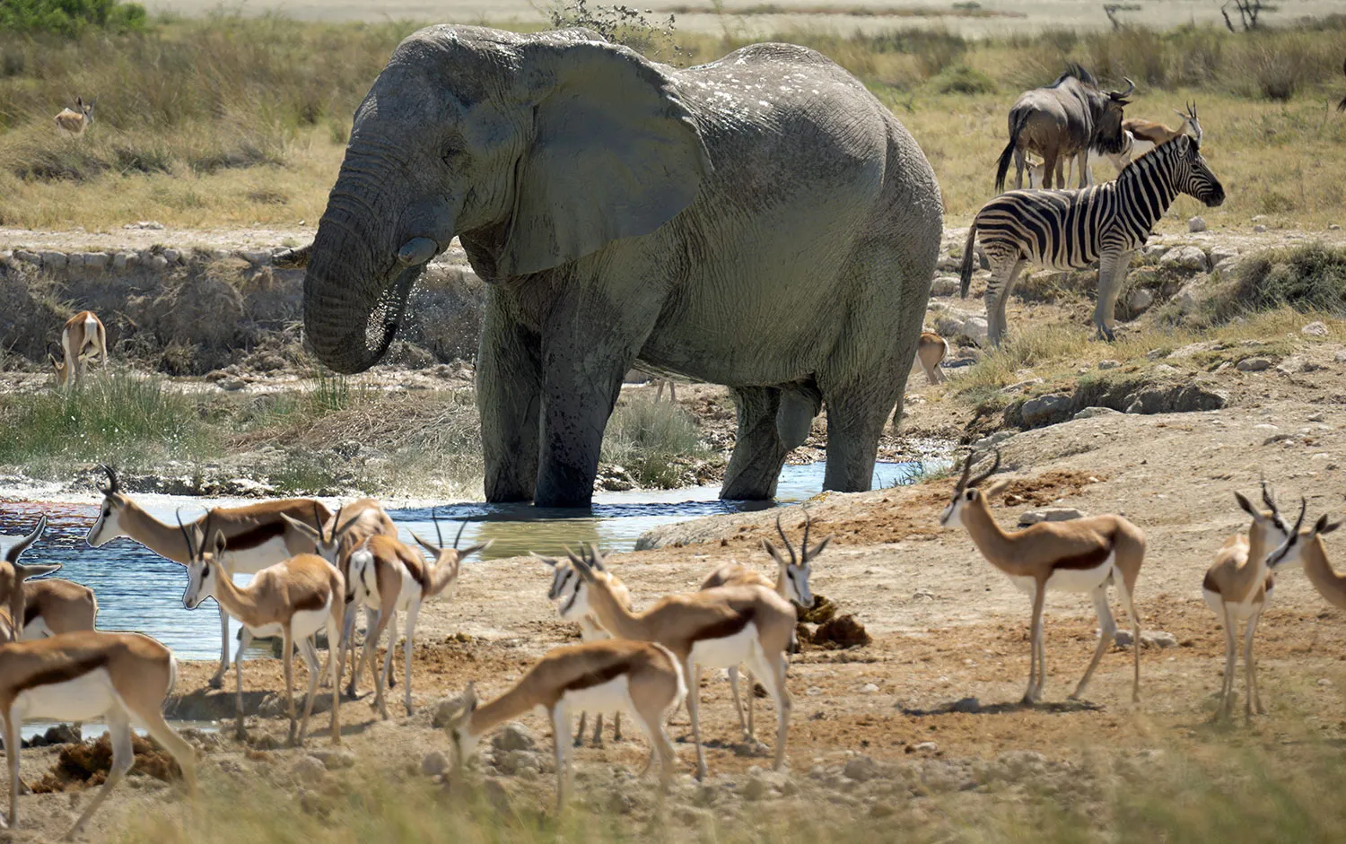 Etosha-waterhole-scene.jpg