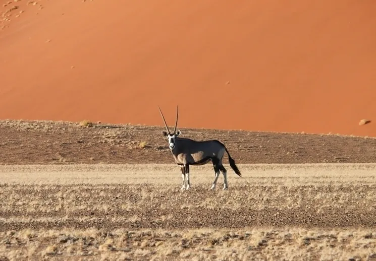 纳米布-诺克卢夫特国家公园 - Image 1