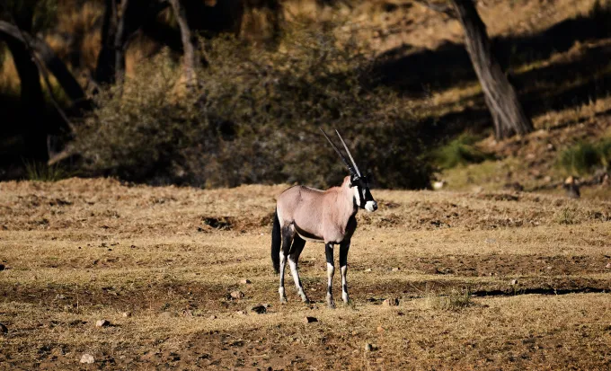 Gemsbok-in-Daan-Viljoen.jpg