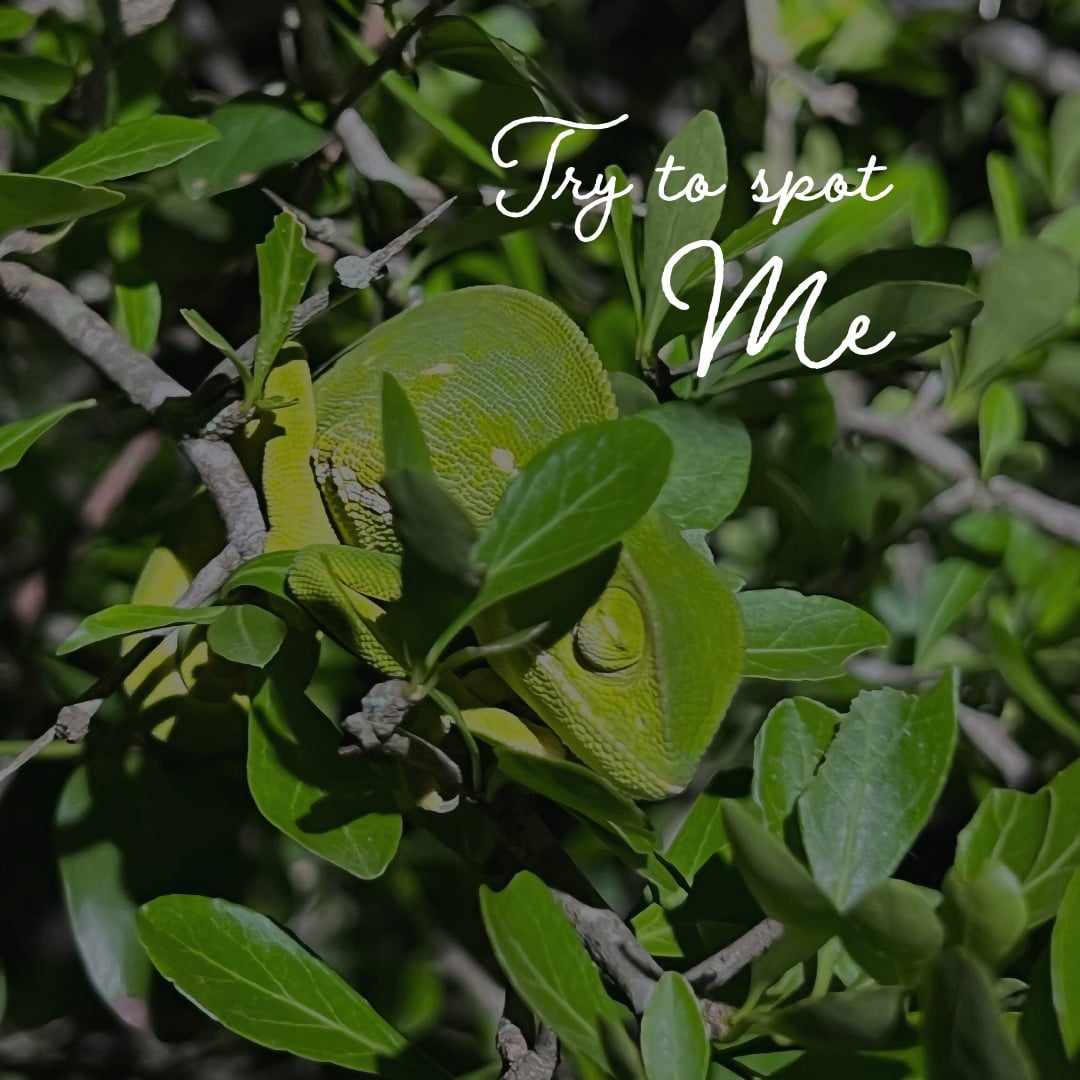 经典Safari夜行时刻 - Image 1