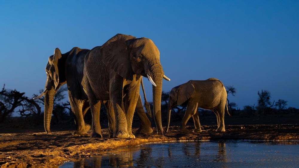 公园之外：更狂野的非洲 - Image 1