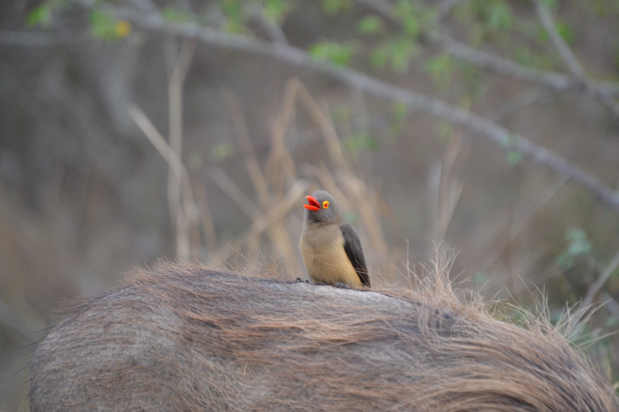 和我们一起去狩猎吧，享受一些真正难忘的观光吧！  - Image 2