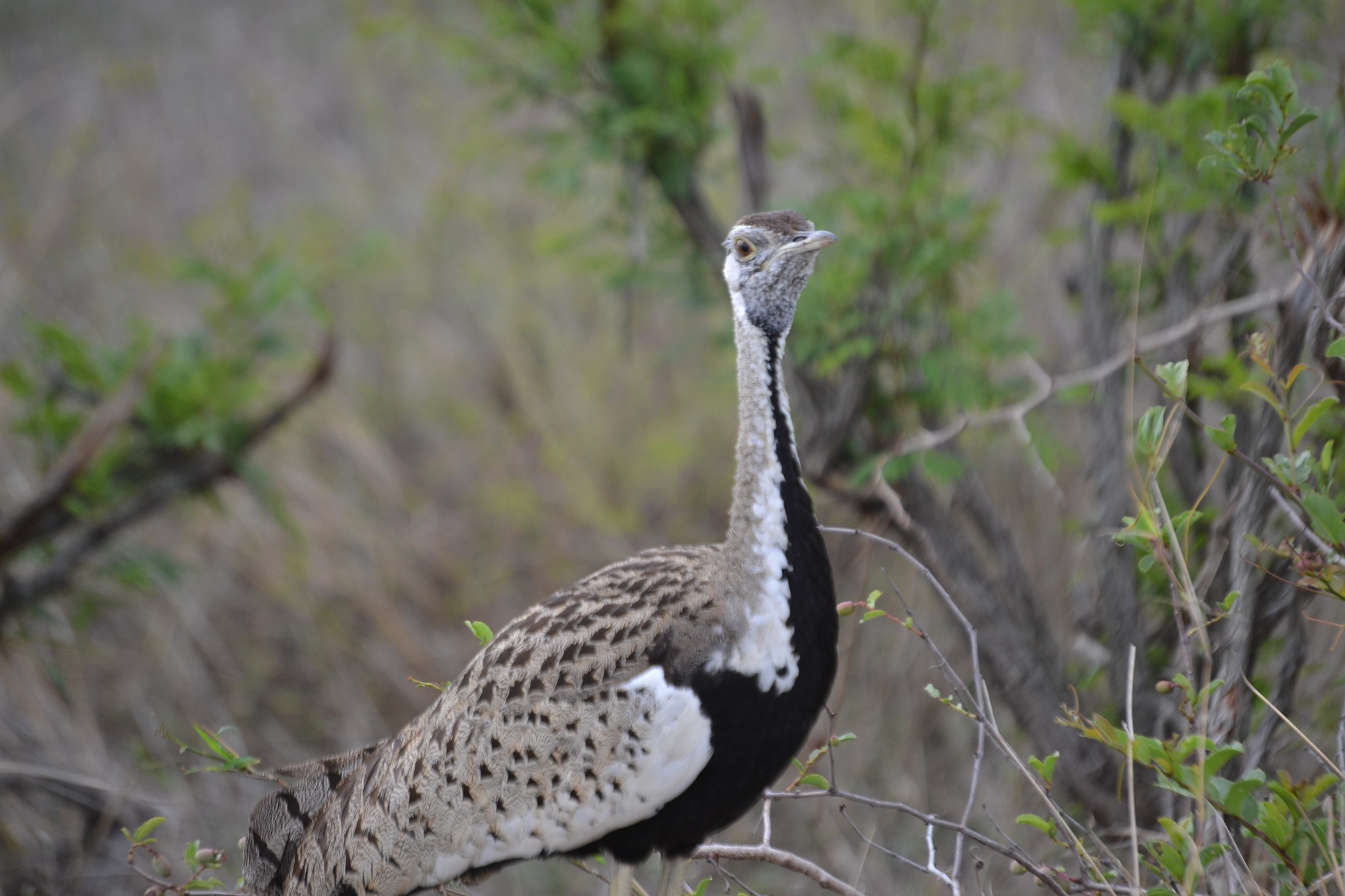 和我们一起去狩猎吧，享受一些真正难忘的观光吧！  - Image 1