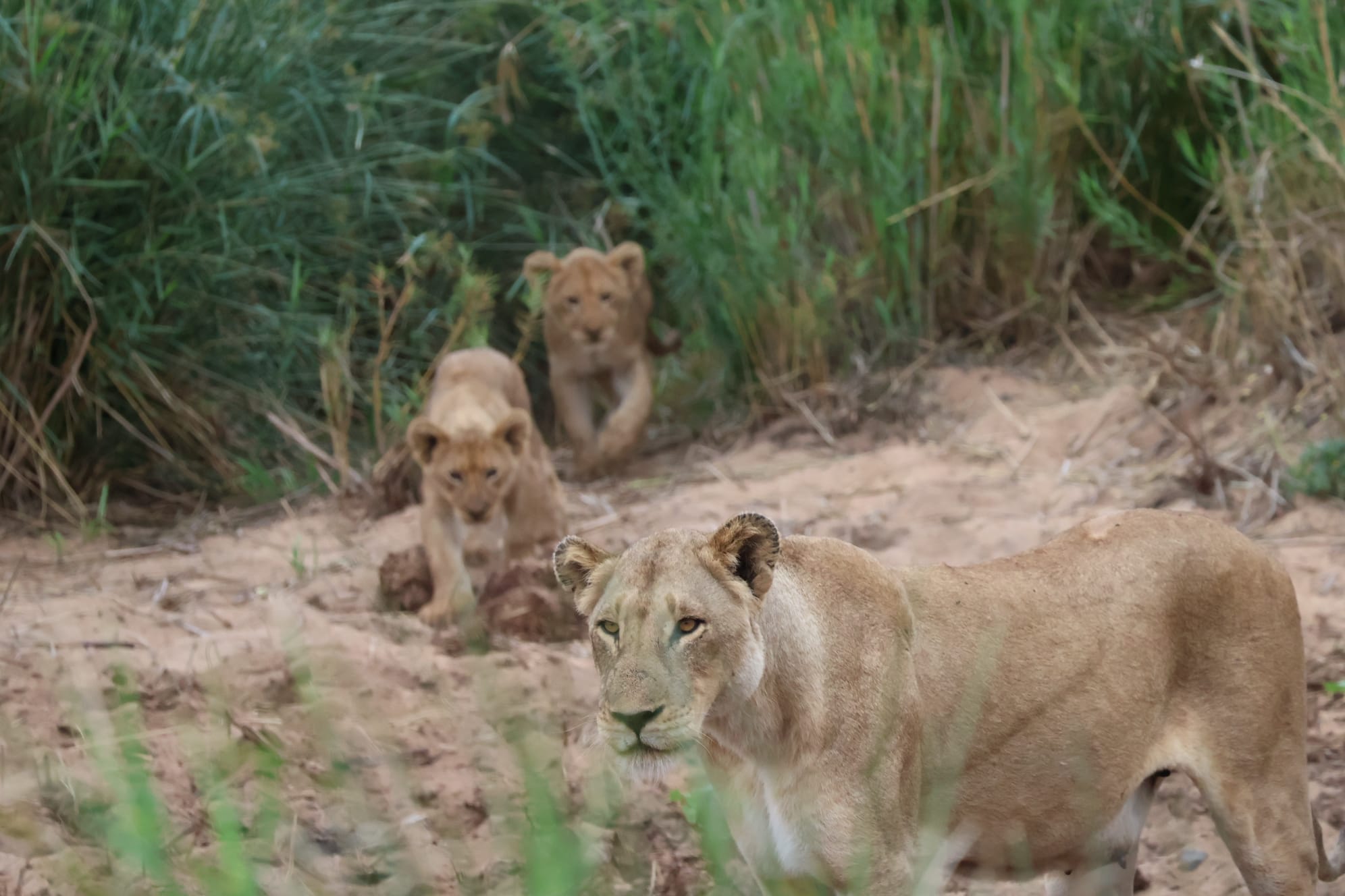 克鲁格河的宁静时刻  - Image 1
