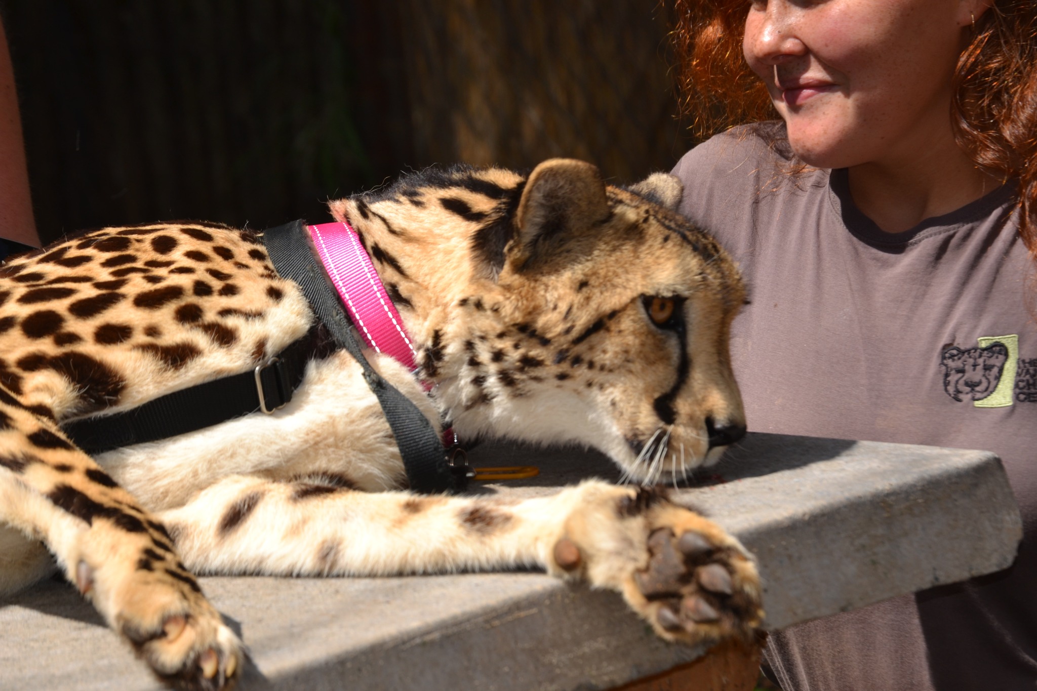 和特雷弗一起度过狂野的一天！ - Image 1