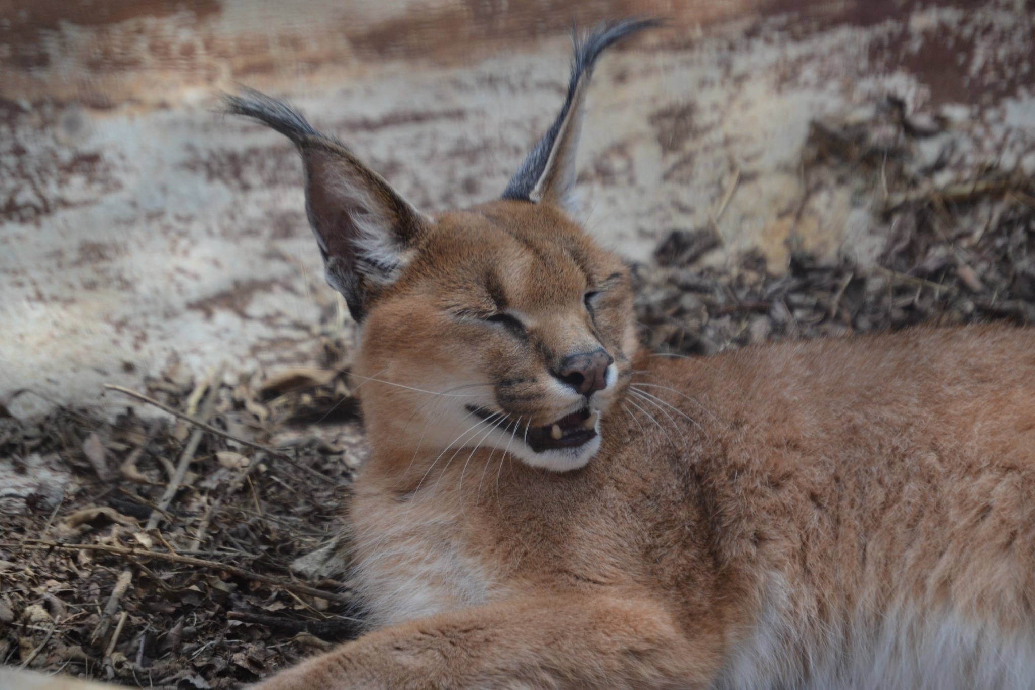 和特雷弗一起度过狂野的一天！ - Image 2