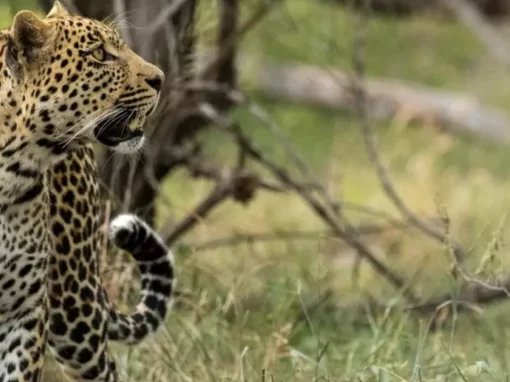 为什么选择非洲Safari为您的下一个遗愿清单假期 - Image 1