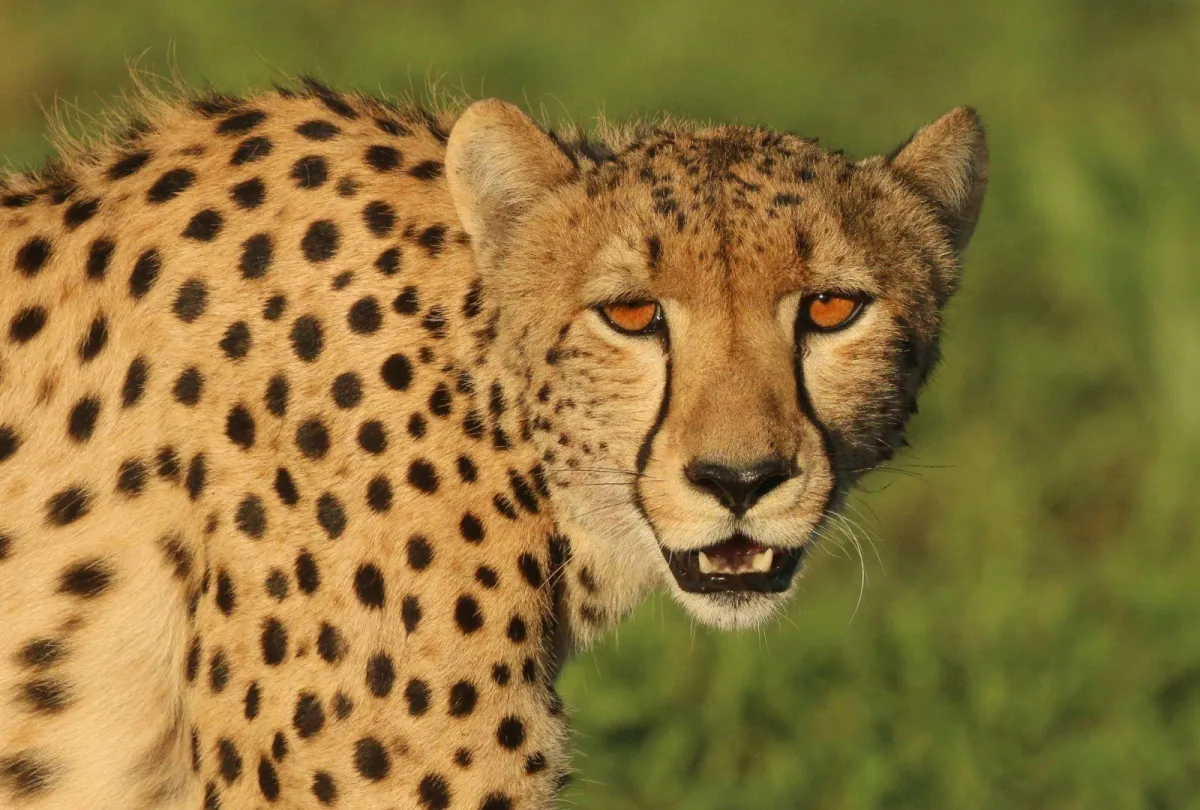 Manyeleti-cheetah_7377d849afdaaf98a9d8db3bf5dd57e9