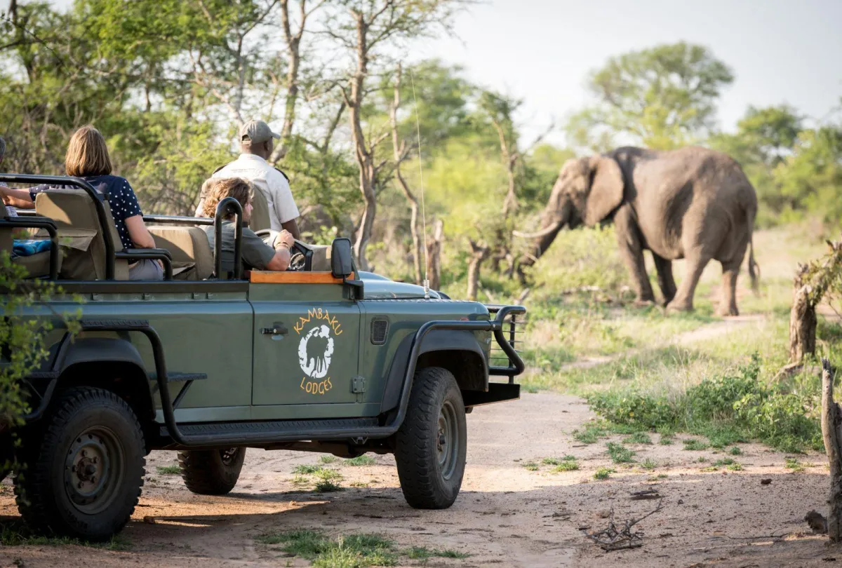 Game-drive-in-Timbavati_7377d849afdaaf98a9d8db3bf5dd57e9