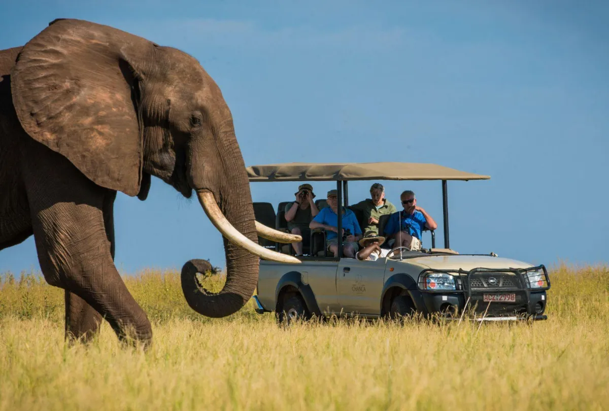 safari-guests-watching-an-elephant-close-up-in-Matusadona-National-Park_7377d849afdaaf98a9d8db3bf5dd57e9